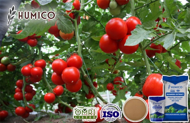 Analyzing the Impact of Seaweed Fertilizer for Tomatos Growth and Soil Health - Humico