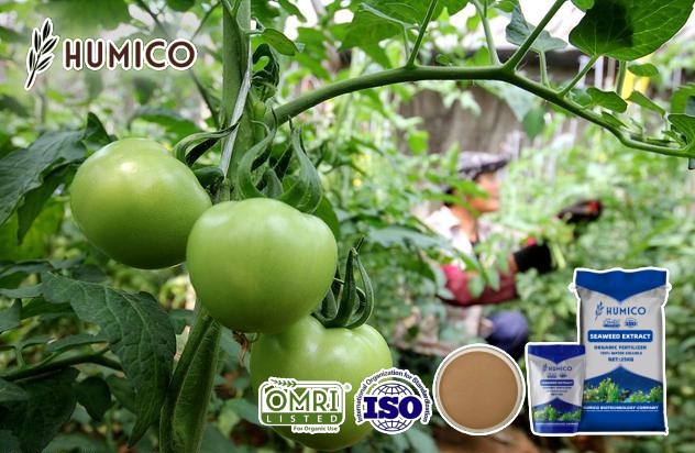 Analyzing the Impact of Seaweed Fertilizer for Tomatos Growth and Soil Health - Humico