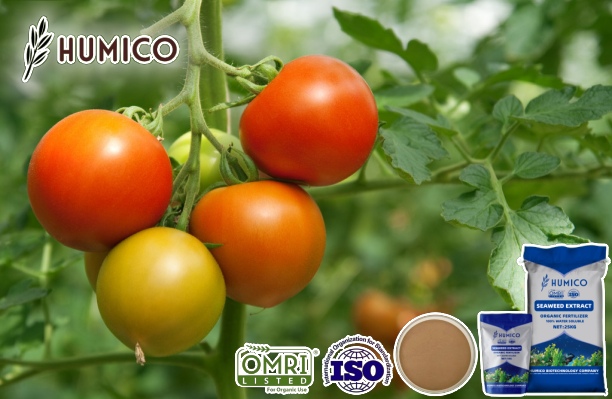 Analyzing the Impact of Seaweed Fertilizer for Tomatos Growth and Soil Health - Humico
