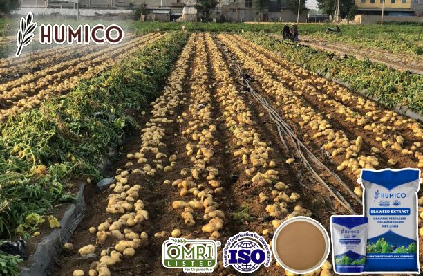 Exploring the Impact of Seaweed Polysaccharides for Plants - Humico - Potatos