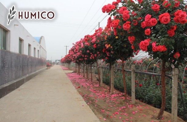 Humic Acid for Roses - The Key to Thriving Blooms - Humico