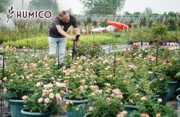 Humic Acid for Roses - The Key to Thriving Blooms - Humico