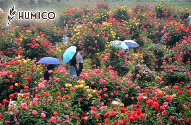 Humic Acid for Roses - The Key to Thriving Blooms - Humico