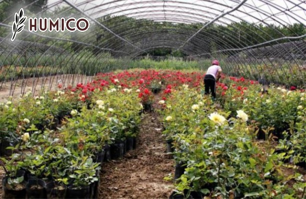 Humic Acid for Roses - The Key to Thriving Blooms - Humico