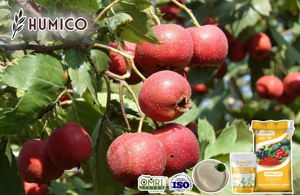 Iron Amino Acid Chelate Benefits Promoting Plant Growth and Health - Humico - Planting Hawthorn