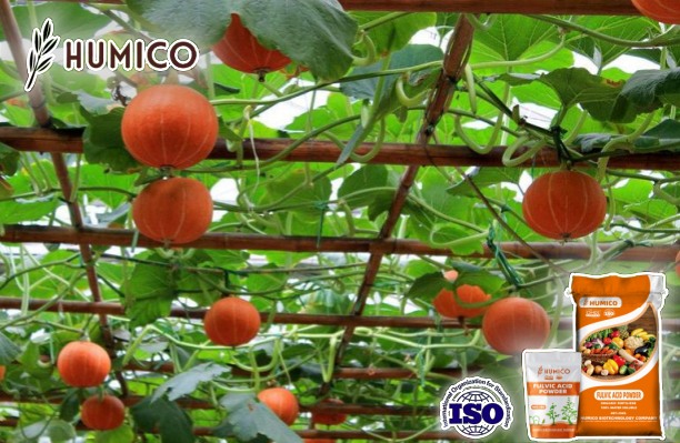 What is Fulvic Acid Used for in Plants - Humico Planting Pumpkin