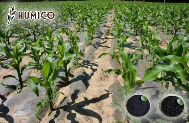 Humic Acid for Corn Enhancing Crop Growth and Increase Yield - Humico