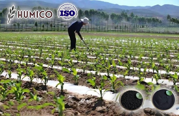 Humic Acid for Corn Enhancing Crop Growth and Increase Yield - Humico