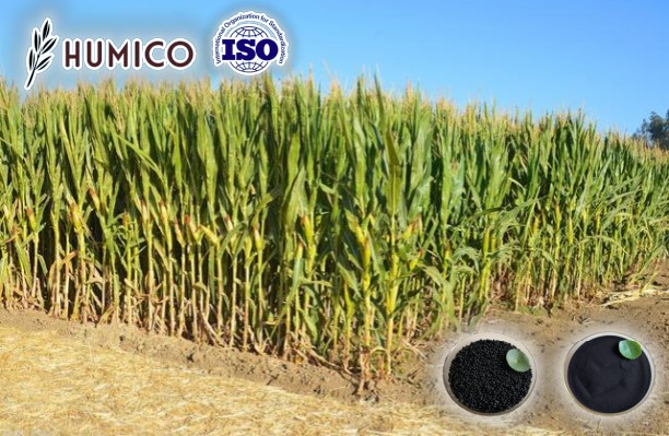 Humic Acid for Corn Enhancing Crop Growth and Increase Yield - Humico