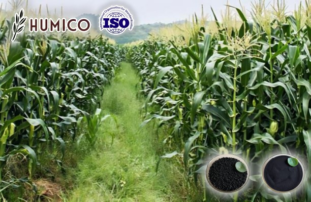 Humic Acid for Corn Enhancing Crop Growth and Increase Yield - Humico