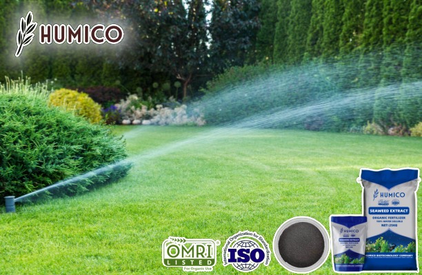 Humico -Benefits of Seaweed Extract for Lawns Green Lawn Boost