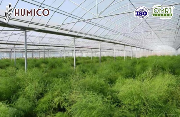 Is Potassium Humate Organic Eco-Friendly - Humico - Planting Asparagus
