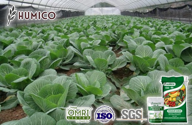 Is Potassium Humate Organic Eco-Friendly - Humico - Planting Cauliflower