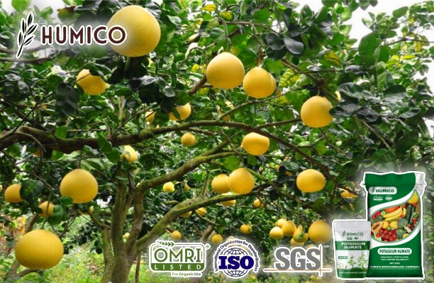 Is Potassium Humate Organic Eco-Friendly - Humico - Planting Grapefruit