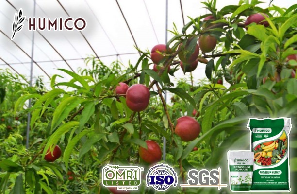 Is Potassium Humate Organic Eco-Friendly - Humico - Planting Peach