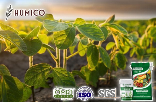 Is Potassium Humate Organic Eco-Friendly - Humico - Planting Soybeans