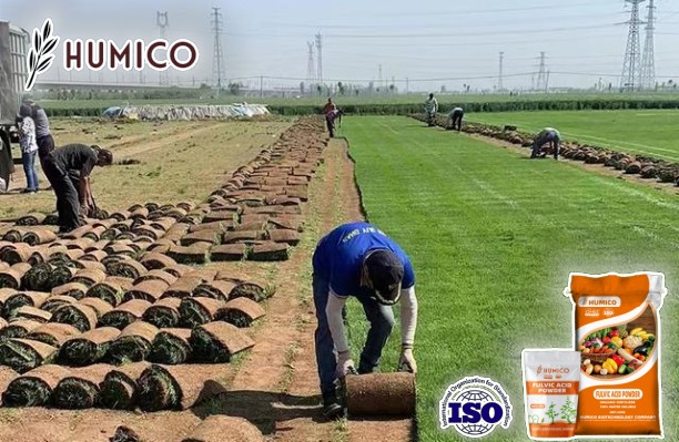 Understanding Fulvic Acids for Lawn Care A Comprehensive Guide - Humico