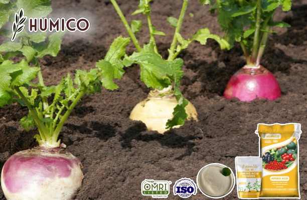 Unveiling Magnesium Amino Acid Chelate Benefits for Organic Agriculture - Humico - Planting Turnip