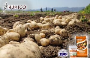 Humico - Enhance Potatos Growth & Yield with Fulvic Acid Fertilizer