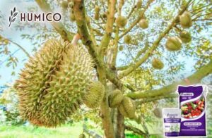 Humico - Humic Amino Shiny Balls for Durian Cultivation