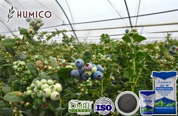 Humico - Benefits of Seaweed Extract Fertilizer for Blueberries