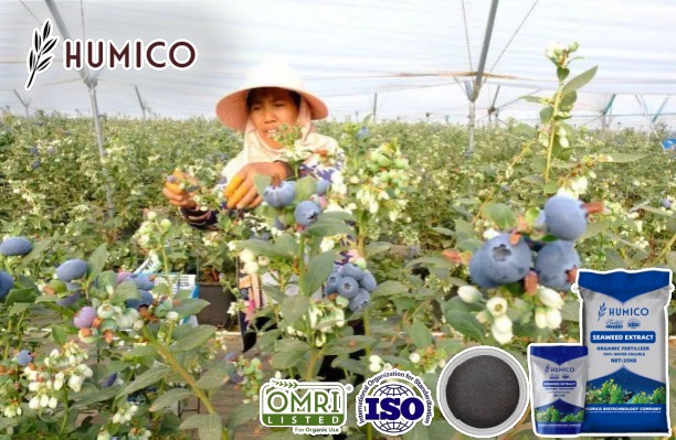 Humico - Benefits of Seaweed Extract Fertilizer for Blueberries