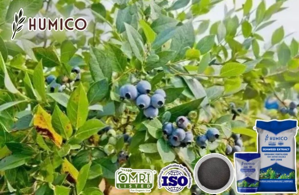 Humico - Benefits of Seaweed Extract Fertilizer for Blueberries