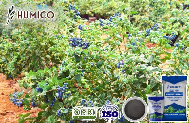 Humico - Benefits of Seaweed Extract Fertilizer for Blueberries