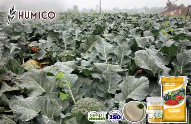 Humico - Enhancing Broccoli Growth with Amino Acid Fertilizers