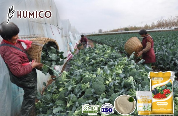 Humico - Enhancing Broccoli Growth with Amino Acid Fertilizers