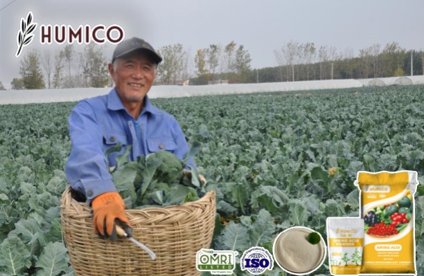 Humico - Enhancing Broccoli Growth with Amino Acid Fertilizers