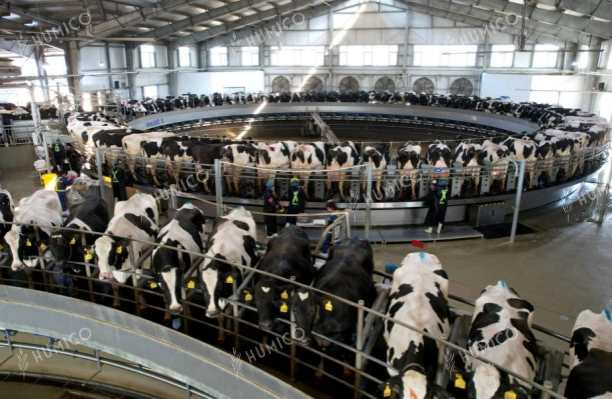 Humico - Uses of 40% Sodium Humate Feed Additive - Dairy Cow