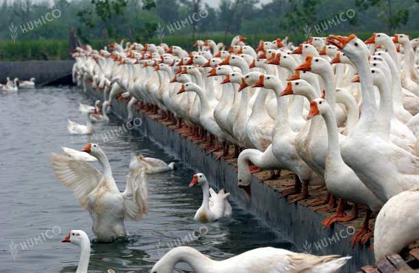 Humico - Uses of 40% Sodium Humate Feed Additive - Goose