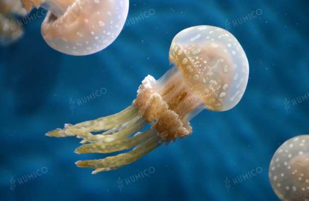 Humico - Uses of 40% Sodium Humate Feed Additive - Jellyfish