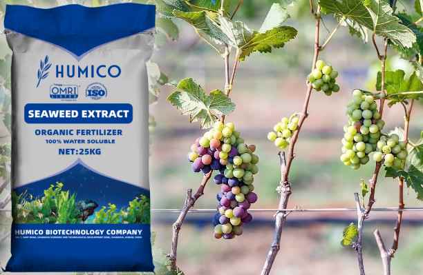 Humico What is the Best Fertilizer for Grape Vines - Nutrient Guide and Tips - HUMICO™ HumxSeaweed