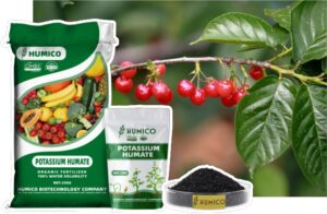 Humico - The Best Fertilizer for Cherry Trees A Complete Guide