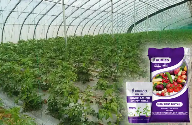 Humico - What is the Best Fertilizer for Tomato Plants Growing Healthy