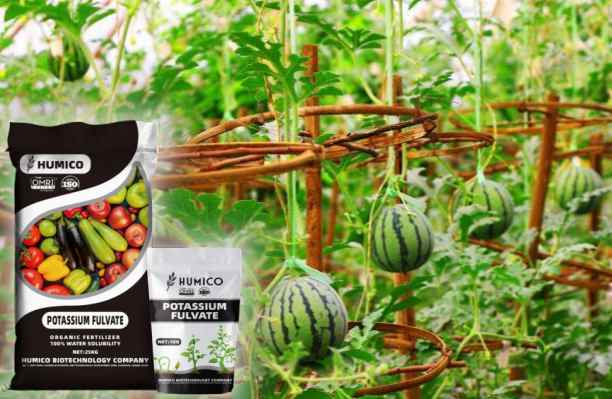 Humico - What is the Best Fertilizer for Watermelon Plants Growing Healthy