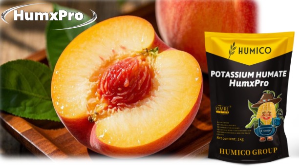 Humico - What is The Best Fertilizer for Peach Trees