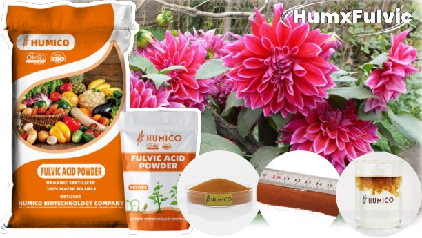 Humico - What is the Best Fertilizer for Dahlias Essential Tips For Thriving Blooms