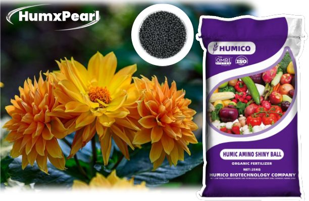 Humico - What is the Best Fertilizer for Dahlias Essential Tips For Thriving Blooms