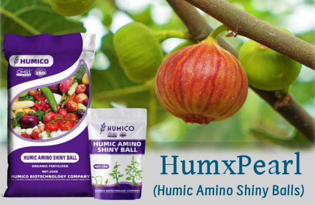 Humico - What is The Best Fertilizer for Fig Trees When and How to Fertilize - HumxPearl