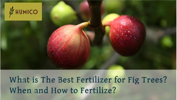 Humico - What is The Best Fertilizer for Fig Trees When and How to Fertilize