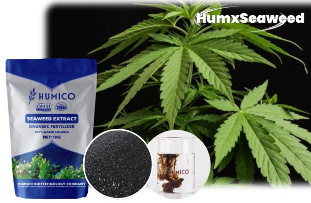 Humico - Loại phân bón nào tốt nhất cho giai đoạn phát triển của cây cần sa